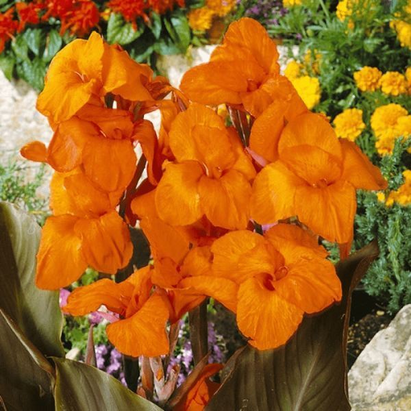 Канна Liberte 30895 фото