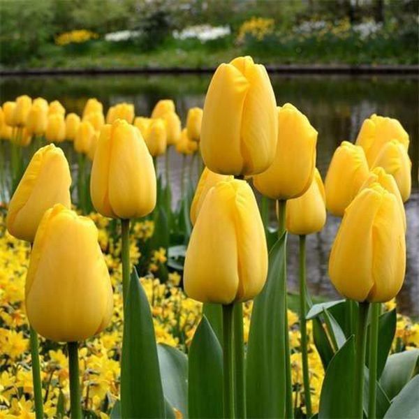 Тюльпан Дарвіна Golden Parade 12+ 20923 фото
