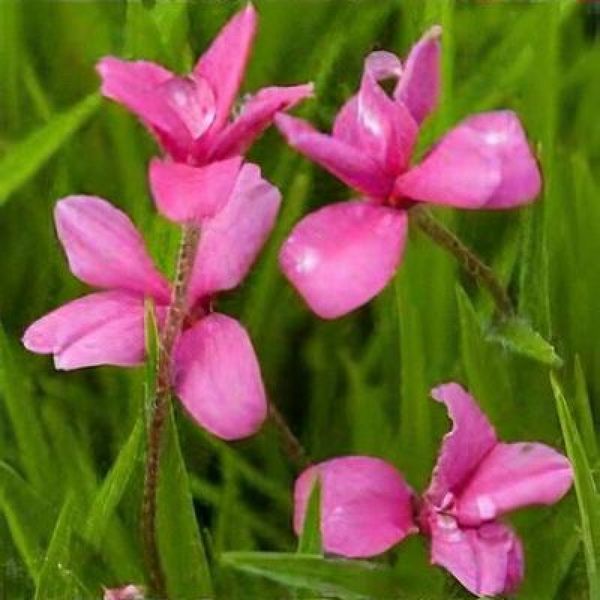 Родогіпоксіс Tetra Pink 30590 фото