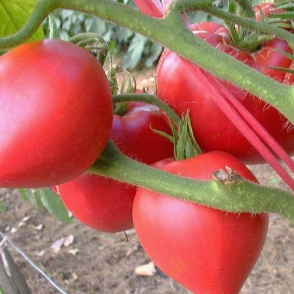Насіння Томат Веселий Роджер F1 10 шт СМ 32544 фото