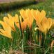 Крокус великоквітковий Yellow 9/10 10433 фото 3