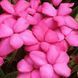 Родогіпоксіс Tetra Pink 30590 фото 2