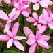 Родогіпоксіс Tetra Pink 30590 фото 1