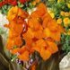 Канна Liberte 30895 фото 4