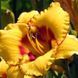 Лилейник Black Eyed Susan 12643 фото 1