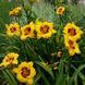 Лилейник Black Eyed Susan 12643 фото 2