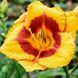 Лилейник Black Eyed Susan 12643 фото 4