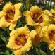 Лилейник Black Eyed Susan 12643 фото 3