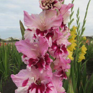 Гладіолус Dreamy creamy 12/14 30650 фото