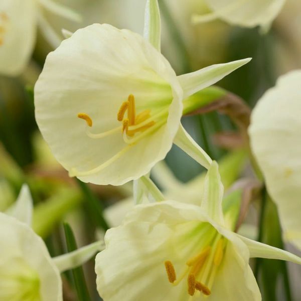 Нарцис мініатюрний Arctic Bells 7/8 12809 фото