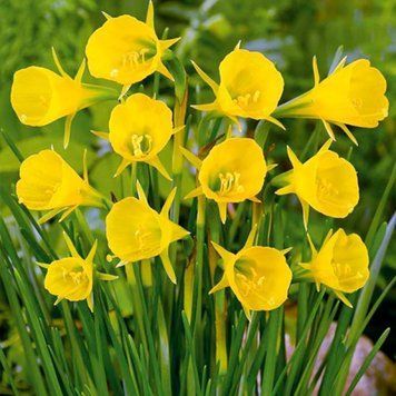 Нарцисс миниатюрный Golden Bells Hybrids 7/8 12818 фото