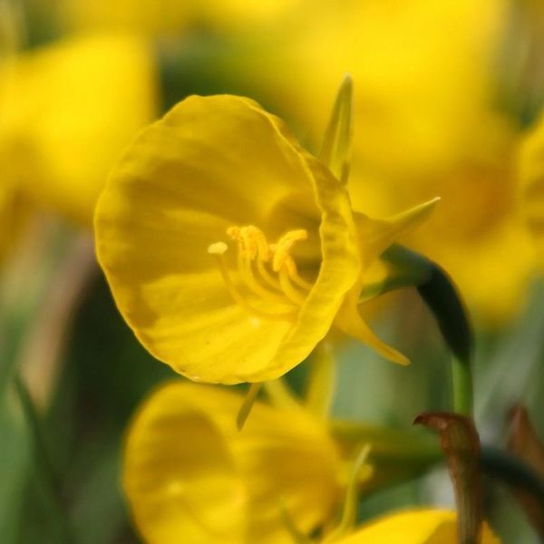 Нарцис мініатюрний Golden Bells Hybrids 7/8 12818 фото