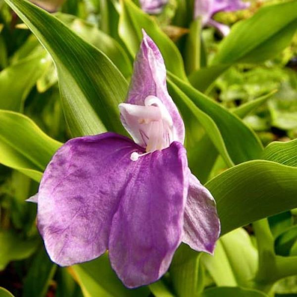 Роскея auriculata 31279 фото