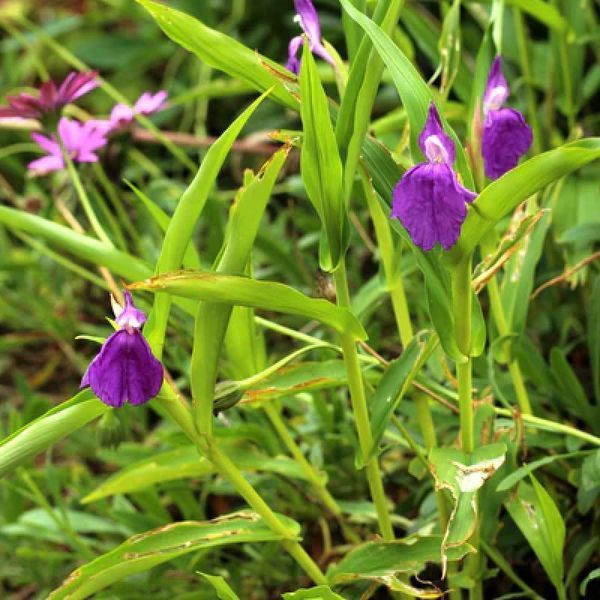 Роскея auriculata 31279 фото