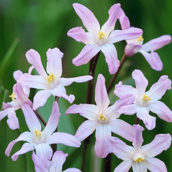 Хионодокса forbesii Pink Giant 4/5 12916 фото