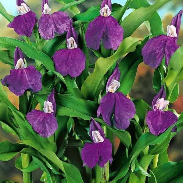 Роскея auriculata 31279 фото