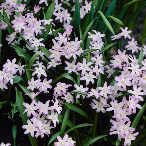Хионодокса forbesii Pink Giant 4/5 12916 фото