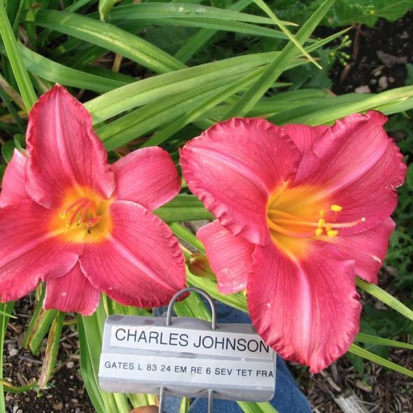 Лілейник Charles Johnston 12645 фото