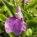 Роскея auriculata 31279 фото 2