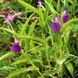 Роскея auriculata 31279 фото 4