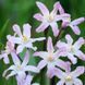 Хионодокса forbesii Pink Giant 4/5 12916 фото 3