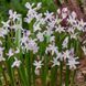 Хионодокса forbesii Pink Giant 4/5 12916 фото 1