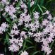 Хионодокса forbesii Pink Giant 4/5 12916 фото 2