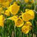 Нарцис мініатюрний Golden Bells Hybrids 7/8 12818 фото 3