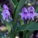 Роскея auriculata 31279 фото 1