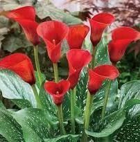 Калла California Red 16/18 12457 фото