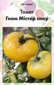 Насіння Томат Гном Містер сноу 15 шт (від колекціонера) 32415 фото