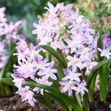 Хіонодокса forbesii Rosea 5/+ 12917 фото