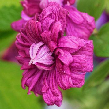 Клематис Purpurea Plena Elegans 32526 фото