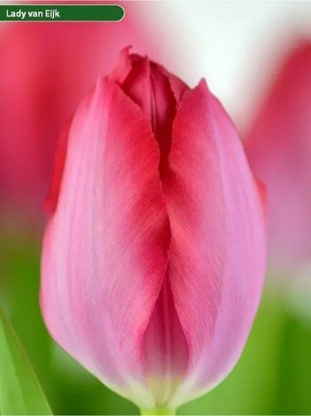 Тюльпан Дарвина Lady Van Eijk 11/12 20902 фото