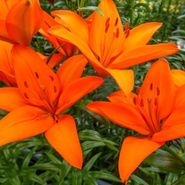 Лілія Азіатська Orange Summer 16/18 10729 фото