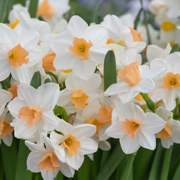 Нарцисс Тацета Kapiti Peach 12/14 12821 фото