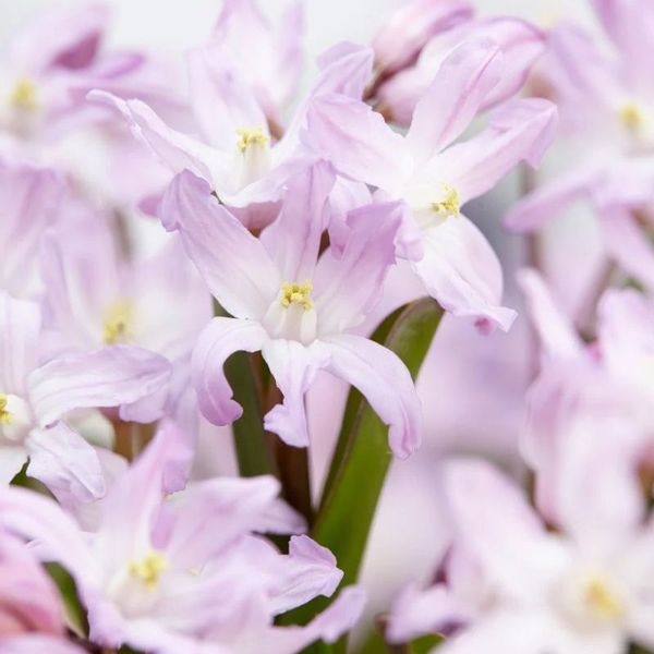 Хионодокса forbesii Rosea 5/+ 12917 фото