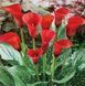 Калла California Red 16/18 12457 фото 2