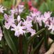 Хионодокса forbesii Rosea 5/+ 12917 фото 2