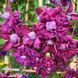 Клематис Purpurea Plena Elegans 32526 фото 3