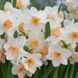 Нарцисс Тацета Kapiti Peach 12/14 12821 фото 3