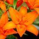 Лілія Азіатська Orange Summer 16/18 10729 фото 1