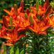 Лілія Азіатська Orange Summer 16/18 10729 фото 3