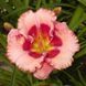 Лилейник Cherry Valentine 12646 фото 1