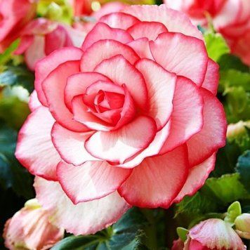 Бегонія Пікоті Bouton de Rose 20447 фото
