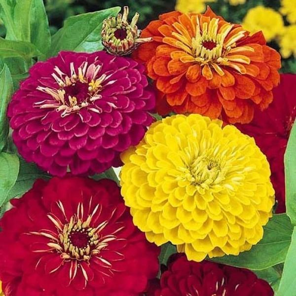 Насіння Квіти Майорці Каліфорнійський гігант 30 шт Геліос 31255 фото