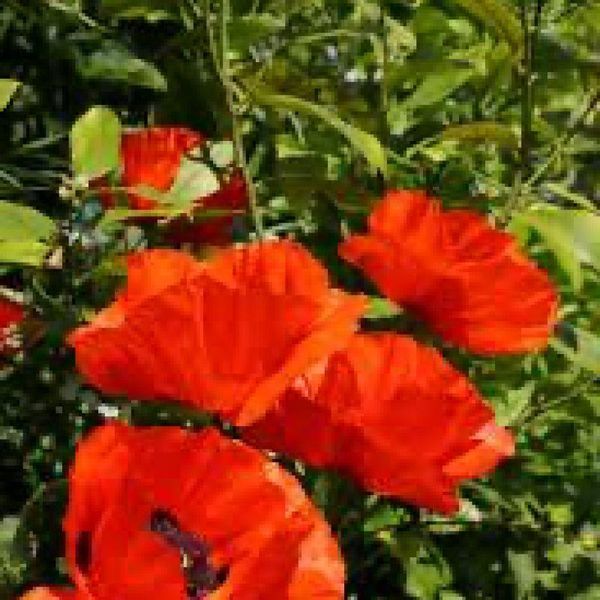 Мак східний Flamenco 32353 фото