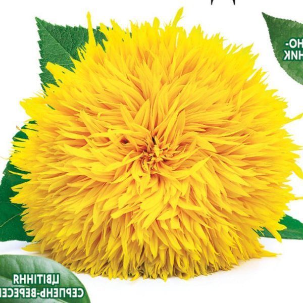 Насіння Квіти Соняшник декоративний Ведмежатко 20 шт СМ 32548 фото