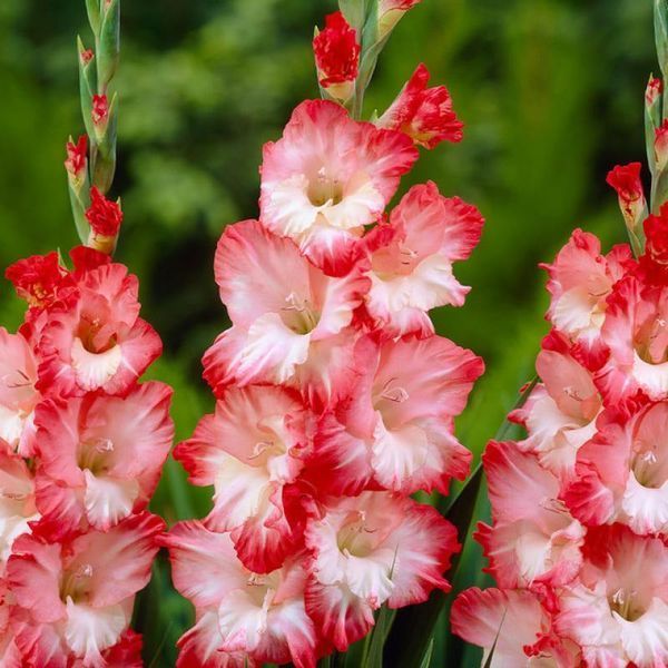 Гладіолус Pink Lady 12/14 31217 фото
