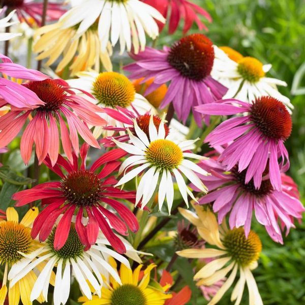 Эхинацея Butterfly Hybrids 12735 фото